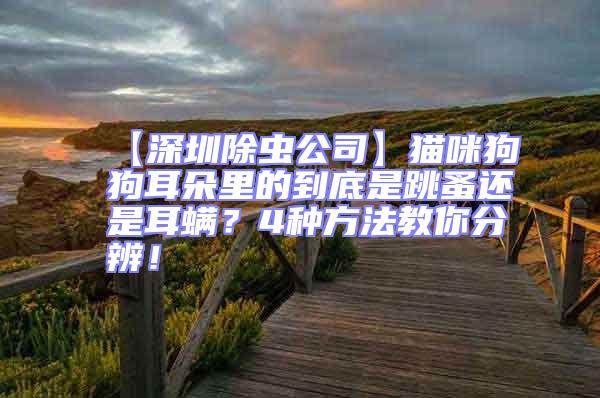 【深圳除蟲公司】貓咪狗狗耳朵里的到底是跳蚤還是耳螨？4種方法教你分辨！