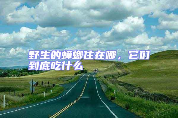 野生的蟑螂住在哪，它們到底吃什么