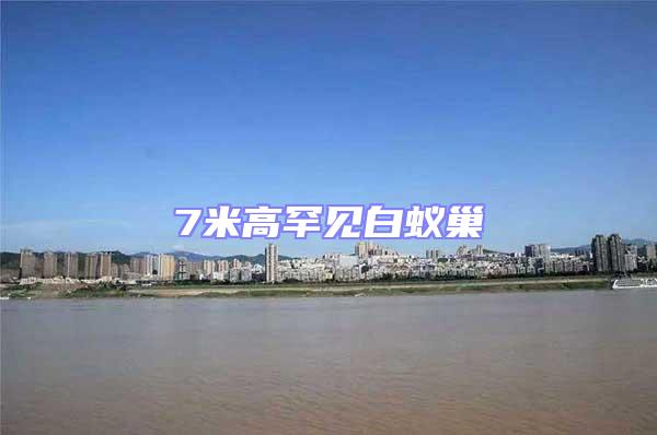 7米高罕見白蟻巢