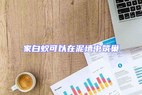 家白蟻可以在泥墻中筑巢