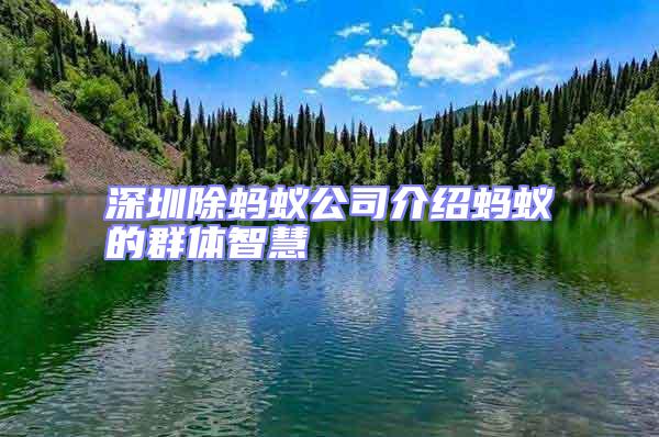 深圳除螞蟻公司介紹螞蟻的群體智慧