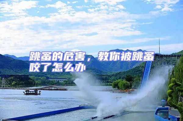 跳蚤的危害，教你被跳蚤咬了怎么辦
