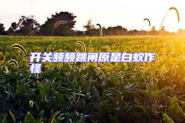 開關頻頻跳閘原是白蟻作怪