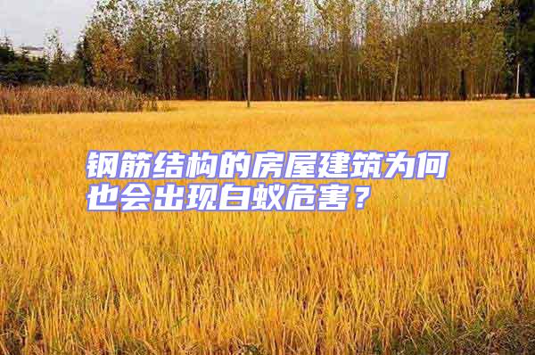 鋼筋結構的房屋建筑為何也會出現白蟻危害？