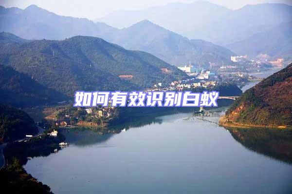 如何有效識別白蟻