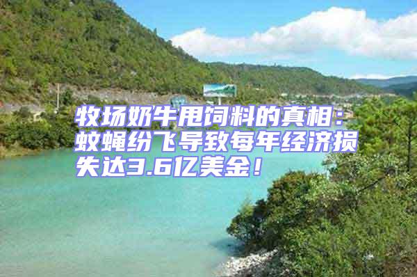 牧場奶牛甩飼料的真相：蚊蠅紛飛導致每年經濟損失達3.6億美金！