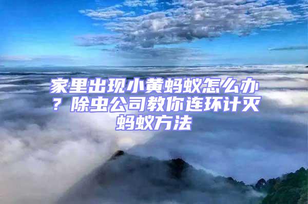 家里出現小黃螞蟻怎么辦？除蟲公司教你連環計滅螞蟻方法