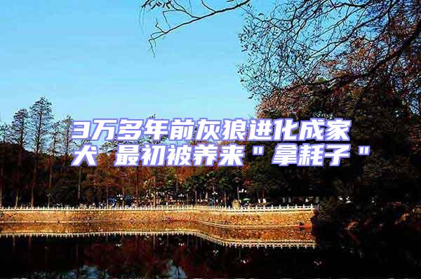3萬多年前灰狼進化成家犬 最初被養來＂拿耗子＂