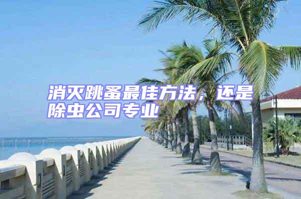 消滅跳蚤最佳方法，還是除蟲公司專業