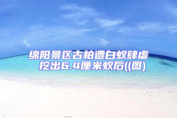 綿陽(yáng)景區(qū)古柏遭白蟻肆虐 挖出6.4厘米蟻后((圖)