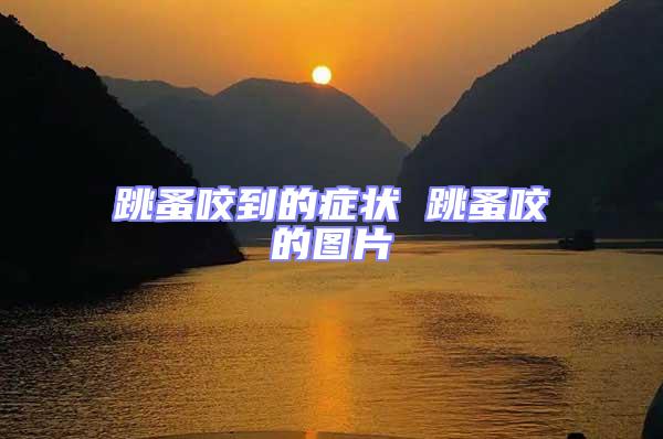 跳蚤咬到的癥狀 跳蚤咬的圖片