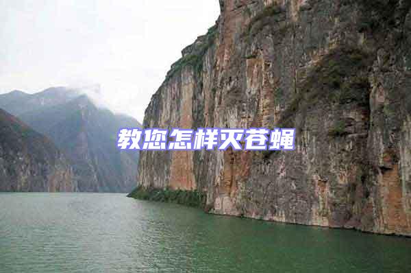 教您怎樣滅蒼蠅
