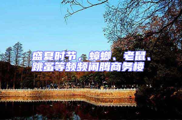 盛夏時節，蟑螂、老鼠、跳蚤等頻頻鬧騰商務樓