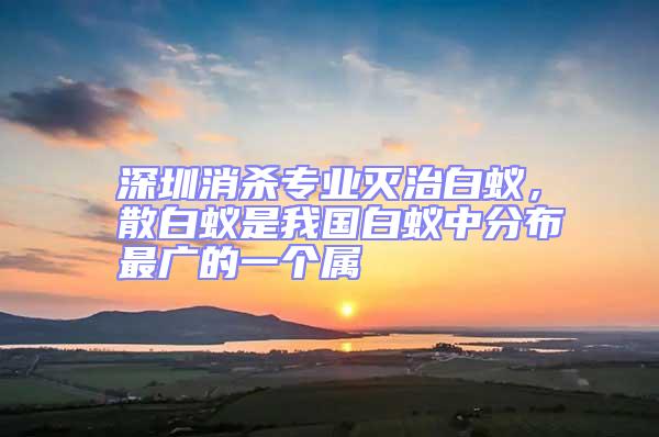 深圳消殺專業(yè)滅治白蟻，散白蟻是我國(guó)白蟻中分布最廣的一個(gè)屬