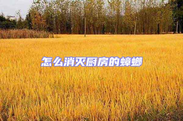 怎么消滅廚房的蟑螂