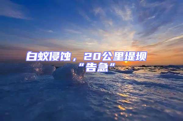 白蟻侵蝕，20公里堤壩“告急”