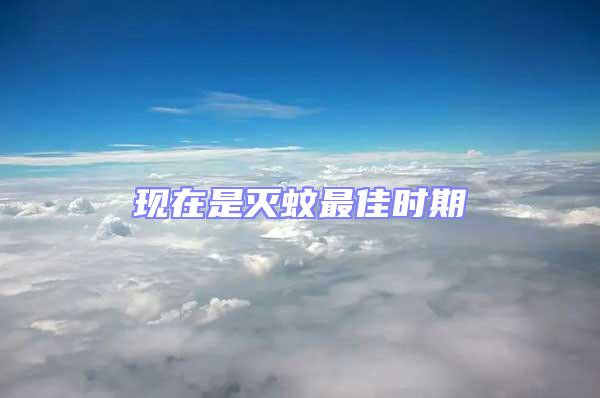 現在是滅蚊最佳時期
