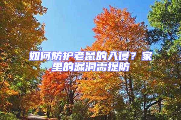 如何防護老鼠的入侵？家里的漏洞需提防
