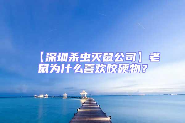 【深圳殺蟲滅鼠公司】老鼠為什么喜歡咬硬物？