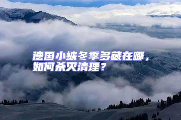 德國小蠊冬季多藏在哪，如何殺滅清理？