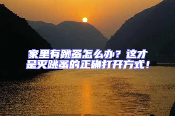 家里有跳蚤怎么辦？這才是滅跳蚤的正確打開方式！