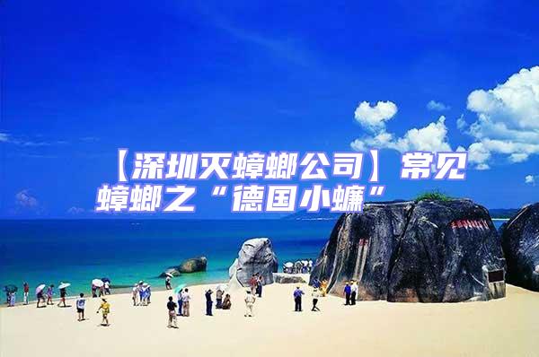 【深圳滅蟑螂公司】常見蟑螂之“德國小蠊”