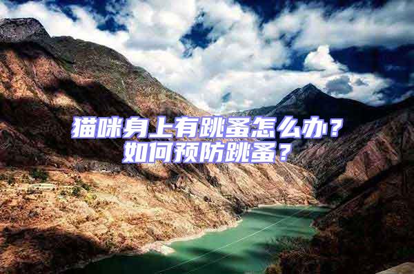 貓咪身上有跳蚤怎么辦？如何預(yù)防跳蚤？