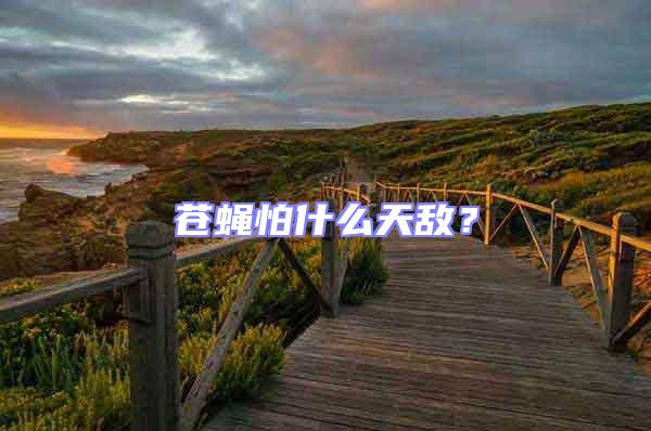 蒼蠅怕什么天敵？