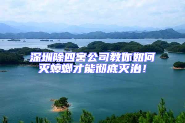 深圳除四害公司教你如何滅蟑螂才能徹底滅治！