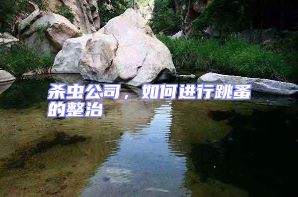 殺蟲公司，如何進(jìn)行跳蚤的整治