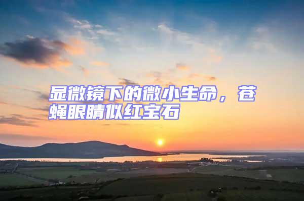 顯微鏡下的微小生命，蒼蠅眼睛似紅寶石