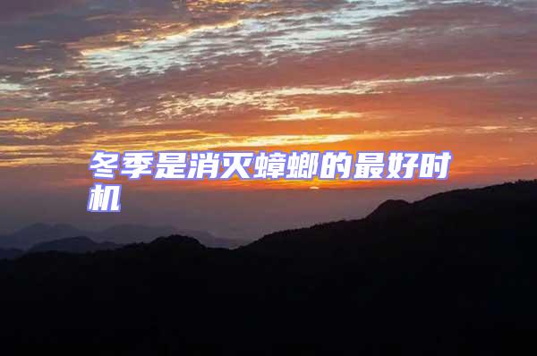 冬季是消滅蟑螂的最好時(shí)機(jī)