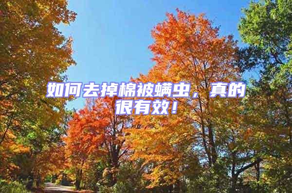 如何去掉棉被螨蟲，真的很有效！