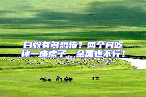 白蟻有多恐怖？兩個月吃掉一座房子，金屬也不行！