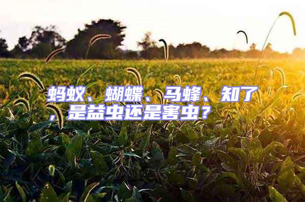 螞蟻、蝴蝶、馬蜂、知了，是益蟲還是害蟲？
