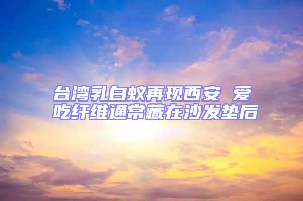 臺灣乳白蟻再現西安 愛吃纖維通常藏在沙發墊后
