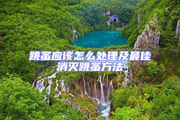 跳蚤應該怎么處理及最佳消滅跳蚤方法