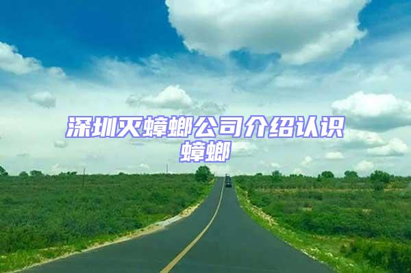 深圳滅蟑螂公司介紹認識蟑螂