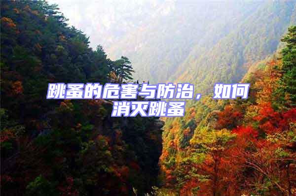 跳蚤的危害與防治，如何消滅跳蚤