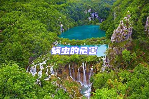 螨蟲的危害