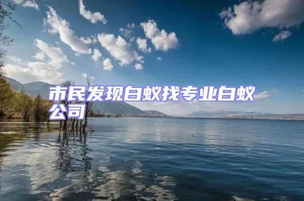 市民發現白蟻找專業白蟻公司