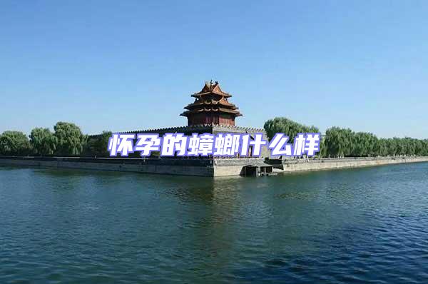 懷孕的蟑螂什么樣