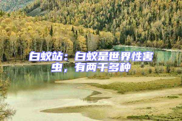 白蟻站：白蟻是世界性害蟲，有兩千多種