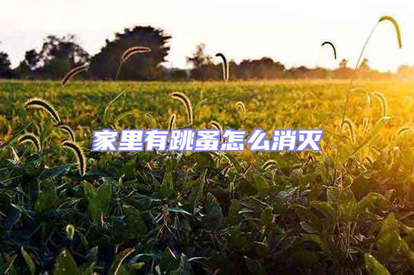 家里有跳蚤怎么消滅