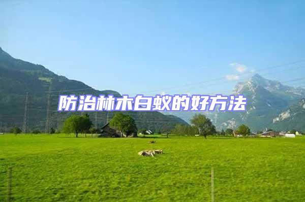 防治林木白蟻的好方法