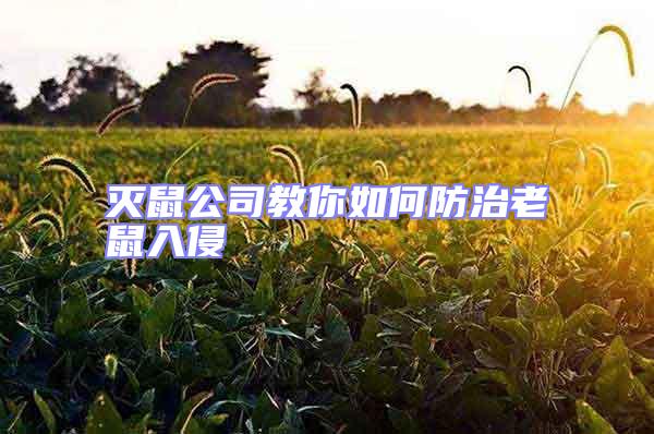 滅鼠公司教你如何防治老鼠入侵