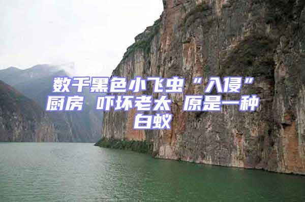 數千黑色小飛蟲“入侵”廚房 嚇壞老太 原是一種白蟻