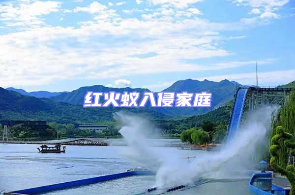 紅火蟻入侵家庭