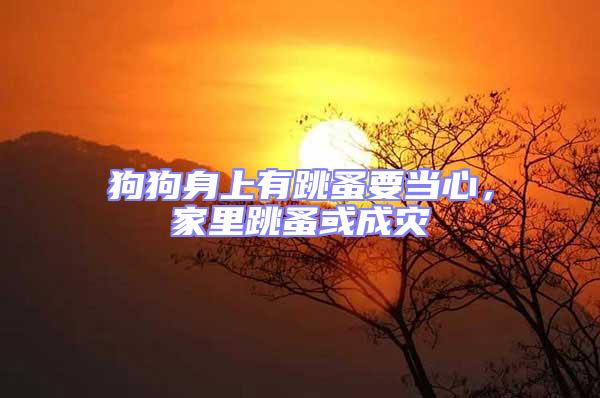 狗狗身上有跳蚤要當心，家里跳蚤或成災