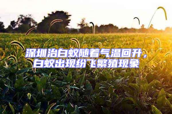 深圳治白蟻隨著氣溫回升，白蟻出現紛飛繁殖現象